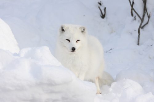 2_fox_100103.jpg