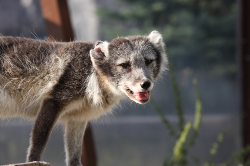 夏のホッキョクギツネ きょうこの動物園な日々