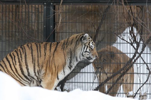 akira_090220.jpg