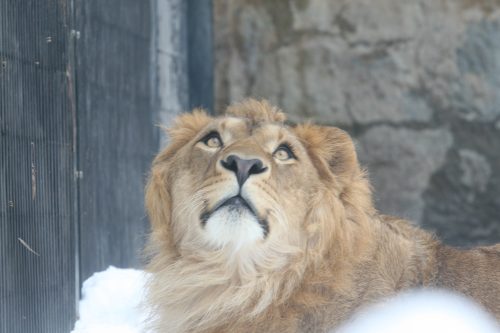 akira_090221.jpg