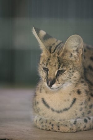 cat_100228.jpg