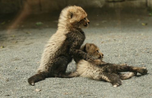 chita_080619.jpg