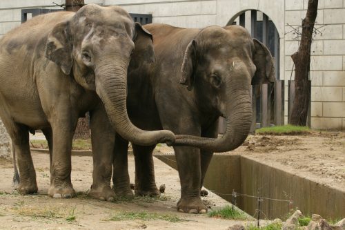 elephant_080620.jpg