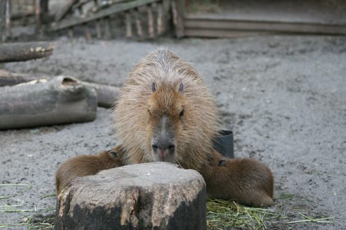 kapi_090506_9.jpg