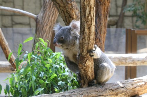 koala_091014.jpg
