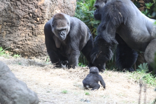 komomo_100430_2.JPG
