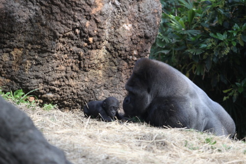 komomo_100430_3.JPG