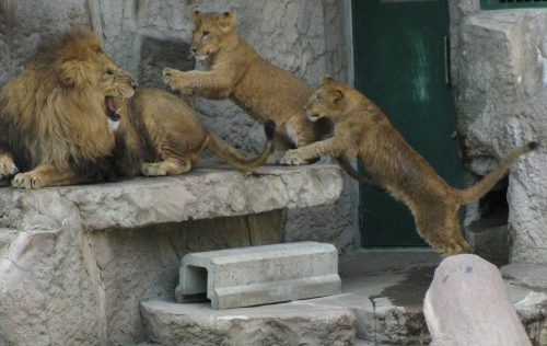 lion_080628.jpg