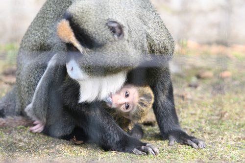 monkey_090505.jpg