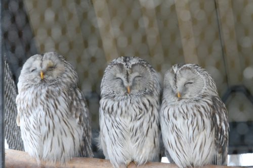 owl_090505.jpg