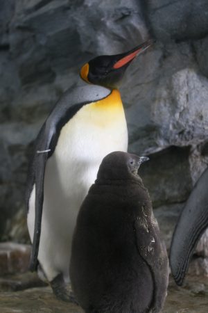 penguin_081001.jpg