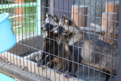 tanuki_090902_8.jpg
