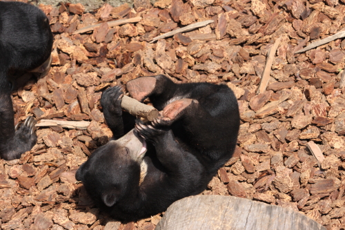 umekichi_100430_3.JPG