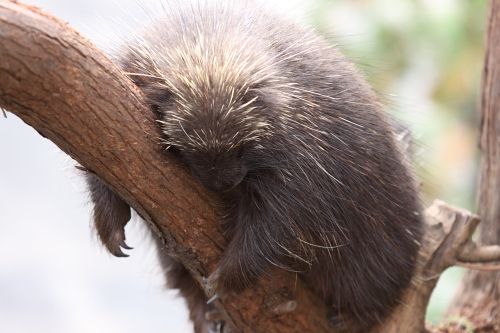 yamaarashi_101218_1.JPG